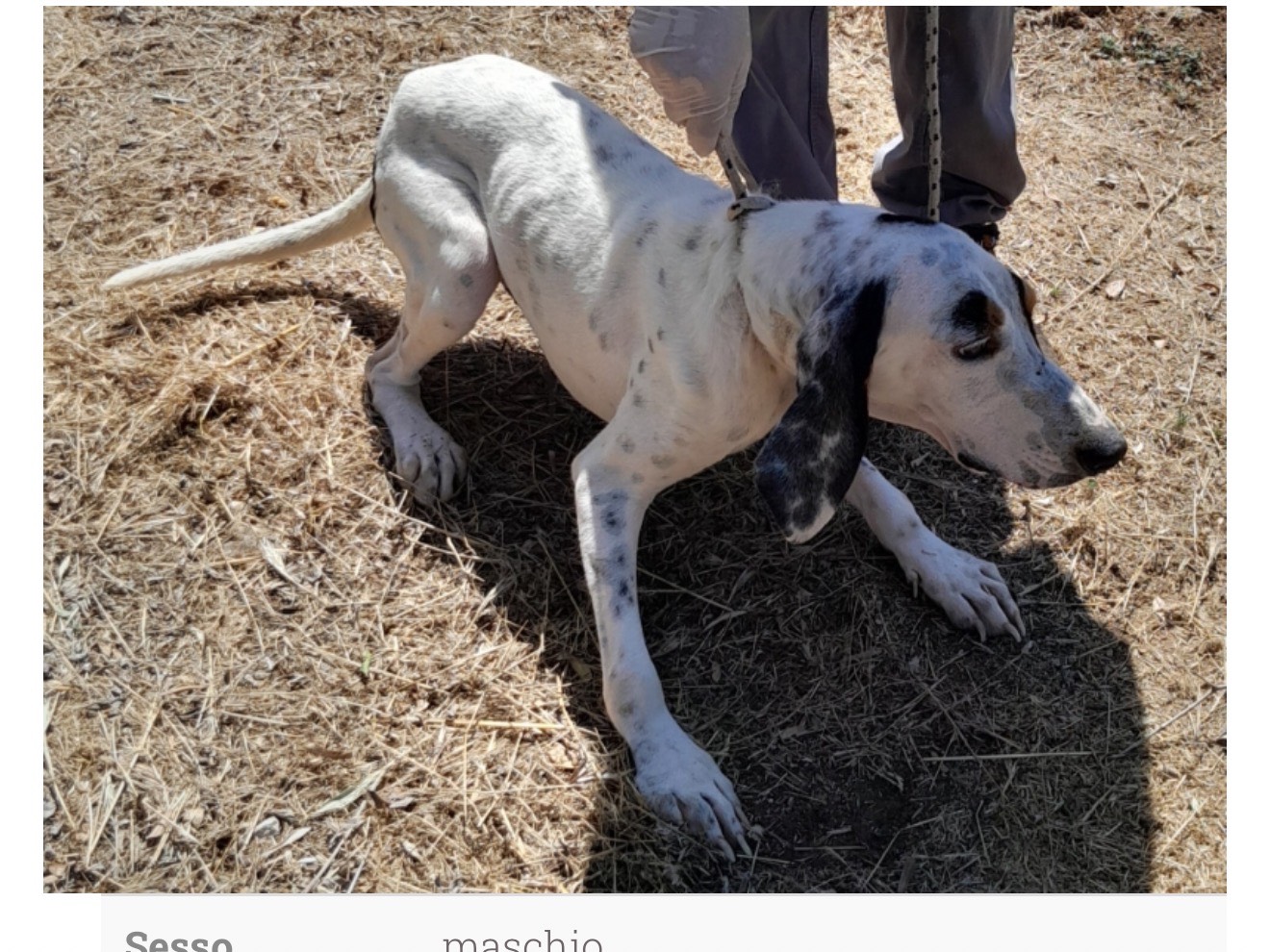 Adozione cane, maschio, Segugio Razza sconosciuta, 5 anni e 6 mesi, taglia media, Latina