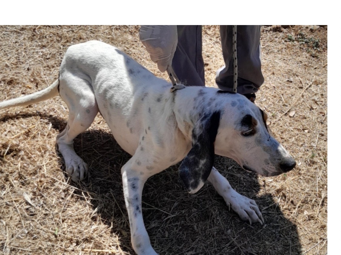 Adotta un cane, maschio, 5 anni e 6 mesi, Latina