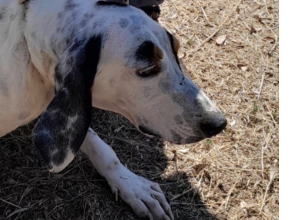 Adotta un cane, taglia media, maschio, Latina