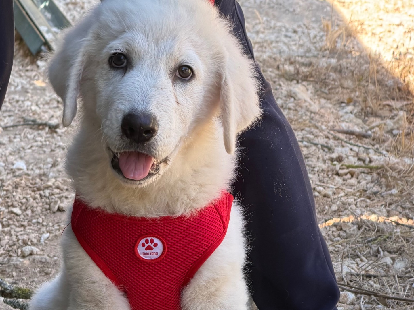 Vuoi adottare un cane a Lecce?