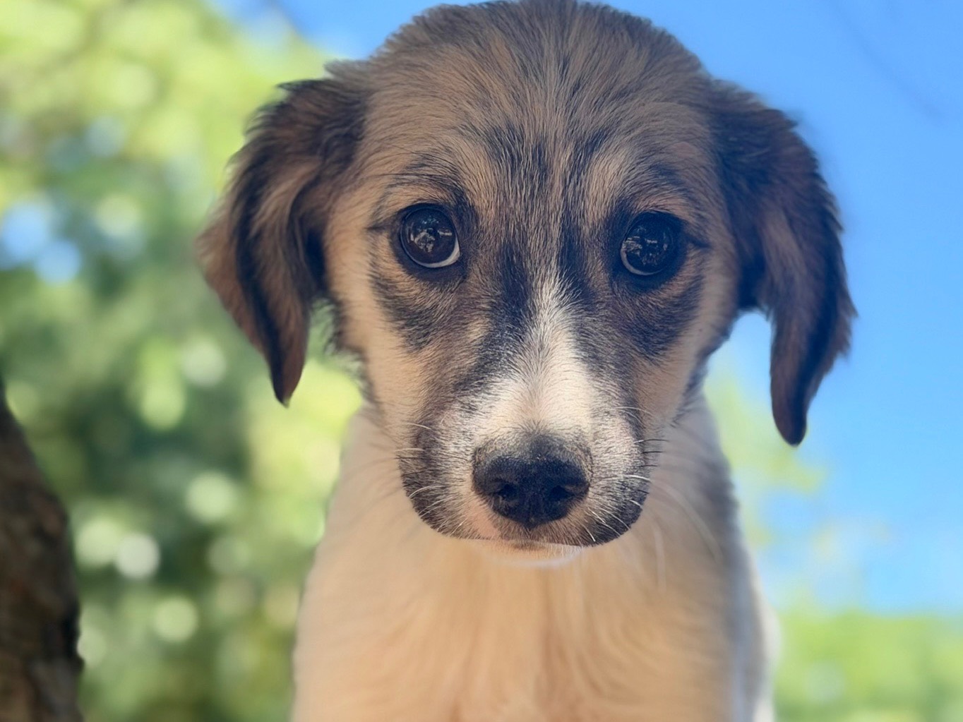 Adozione cane, femmina, Razza sconosciuta Razza sconosciuta, 2 mesi, taglia piccola, Lecce