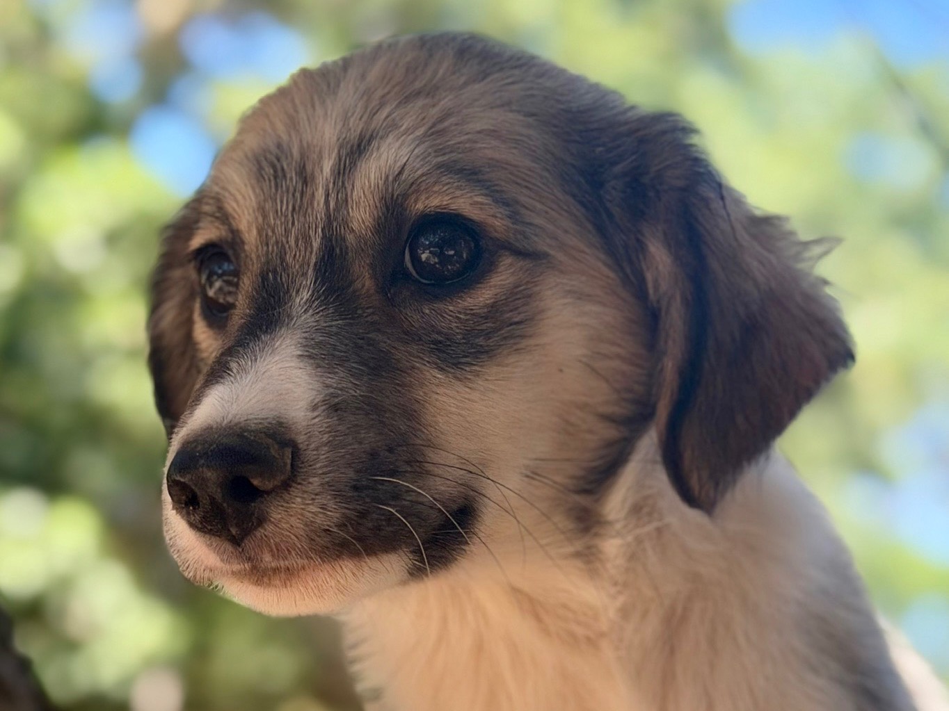 Adotta un cane, femmina, 2 mesi, Lecce