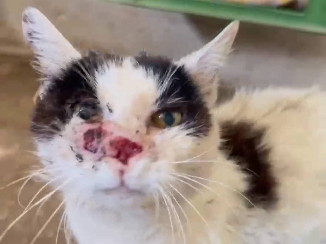 Adozione gatto, femmina, Razza sconosciuta Razza sconosciuta, 8 anni e 11 mesi, taglia non valida, Roma
