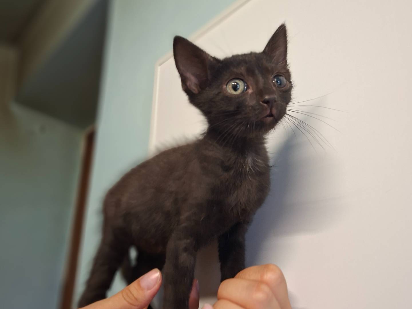 Adozione gatto, maschio, Razza sconosciuta Razza sconosciuta, 3 mesi, taglia non valida, Asti