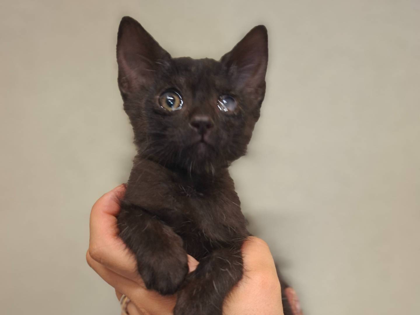 Adozione gatto, maschio, Razza sconosciuta Razza sconosciuta, 3 mesi, taglia non valida, Asti