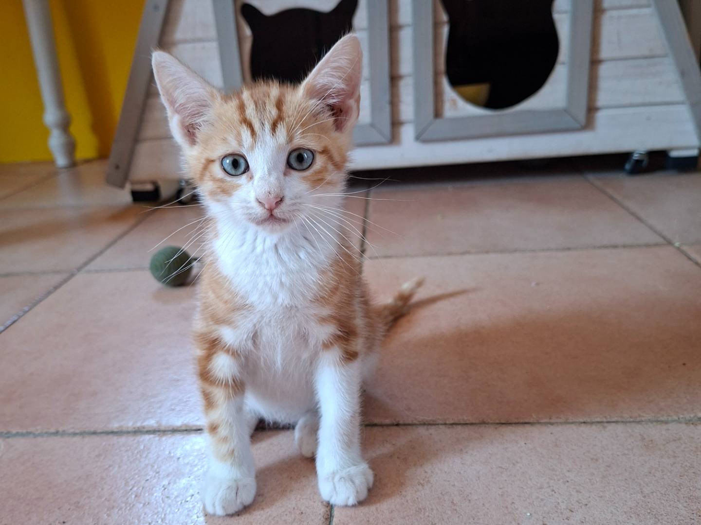 Adozione gatto, maschio, Razza sconosciuta Razza sconosciuta, 2 mesi, taglia non valida, Viterbo