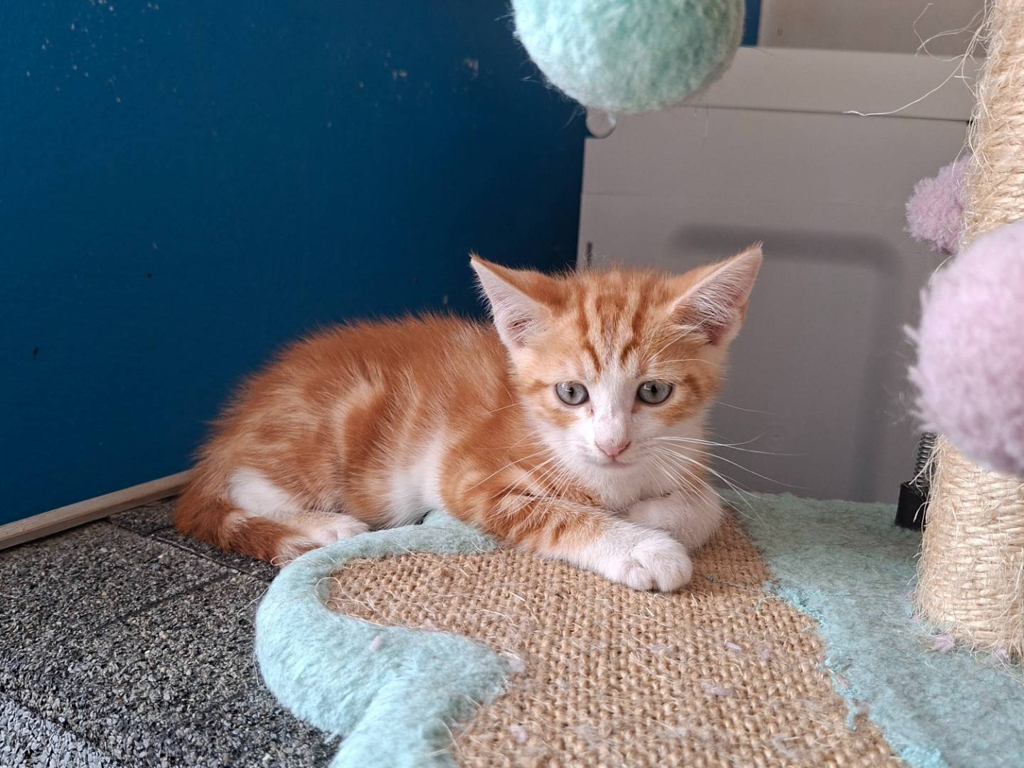 Adotta un gatto, maschio, 2 mesi, Viterbo