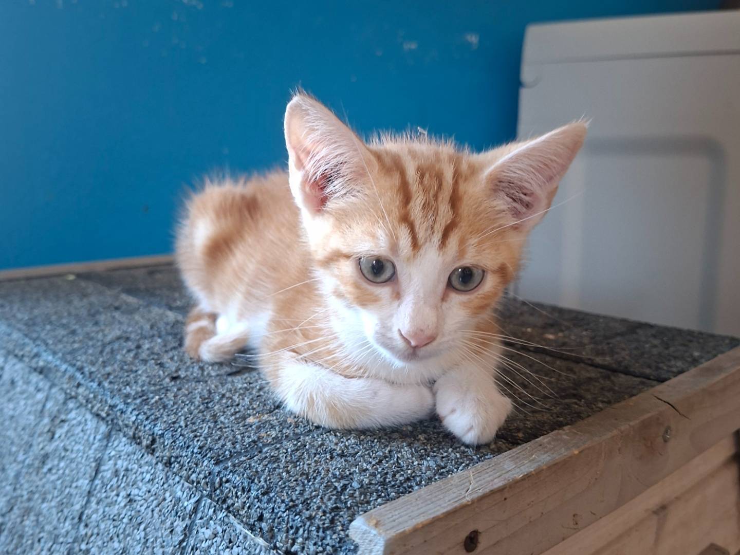 Adotta un gatto, taglia non valida, maschio, Viterbo