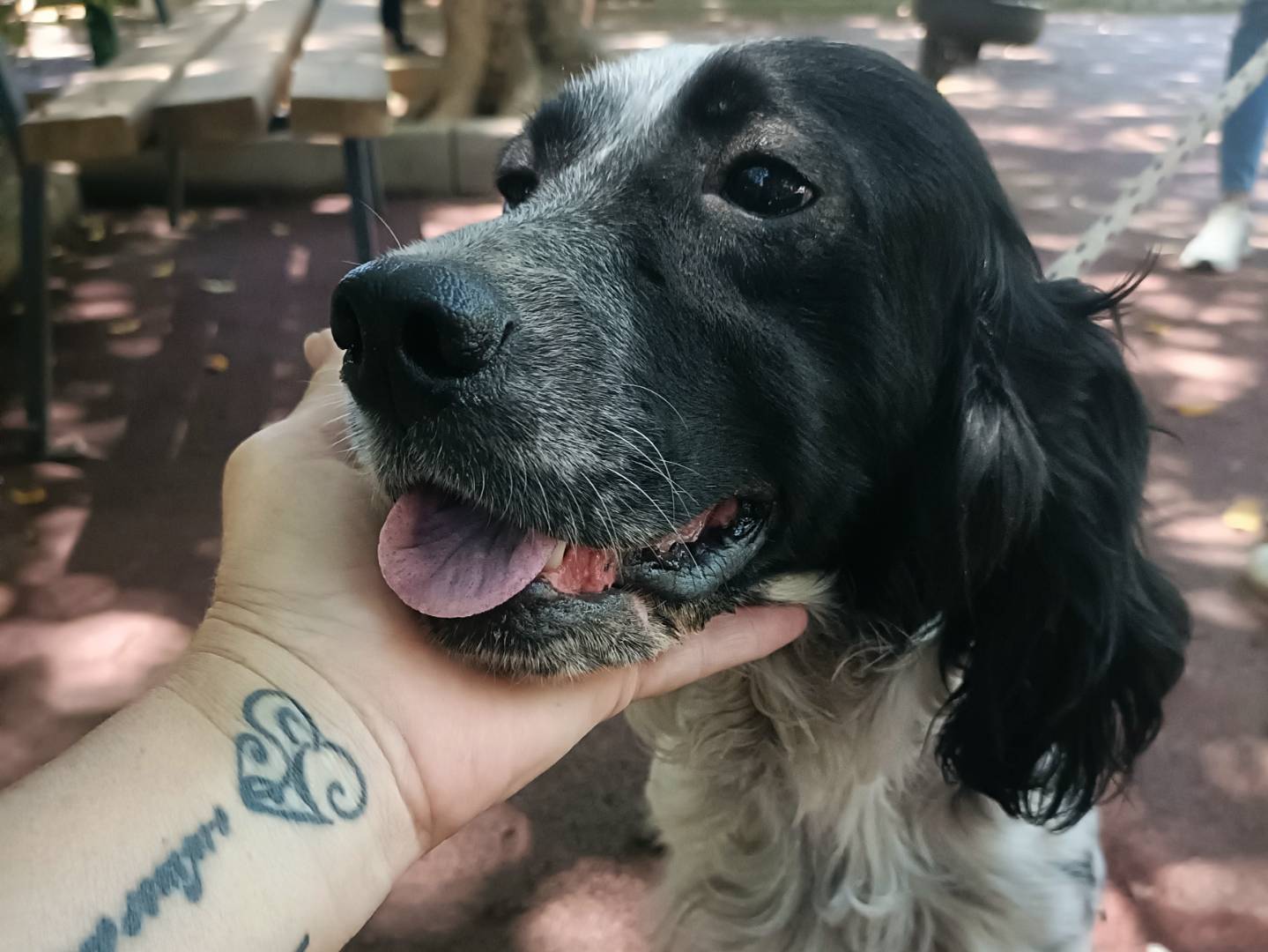 Vuoi adottare un cane a Palermo?