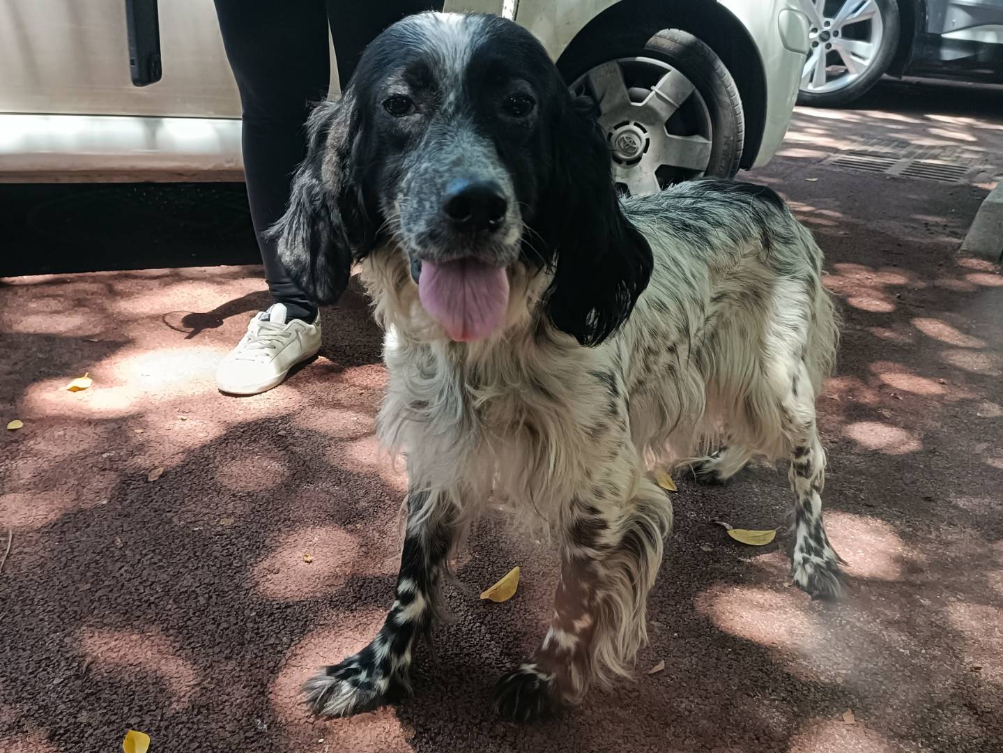 Adotta il cane Aria a Palermo