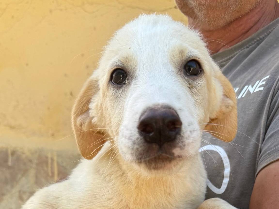 Adozione cane, maschio, Razza sconosciuta Razza sconosciuta, 4 mesi, taglia media, Matera