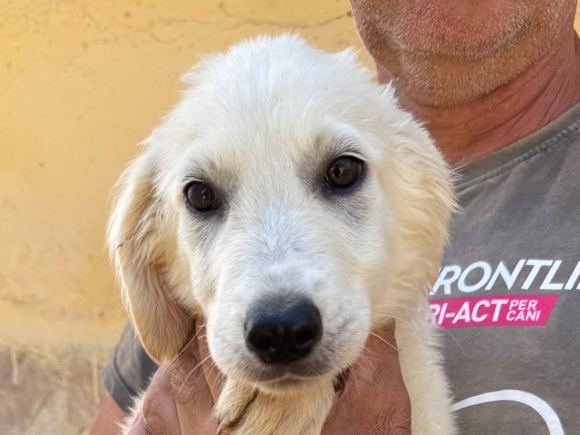 Adozione cane, femmina, Razza sconosciuta Razza sconosciuta, 4 mesi, taglia media, Matera