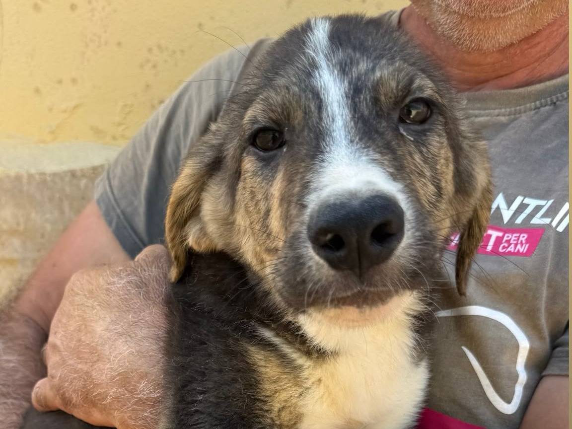Adozione cane, maschio, Razza sconosciuta Razza sconosciuta, 4 mesi, taglia media, Matera