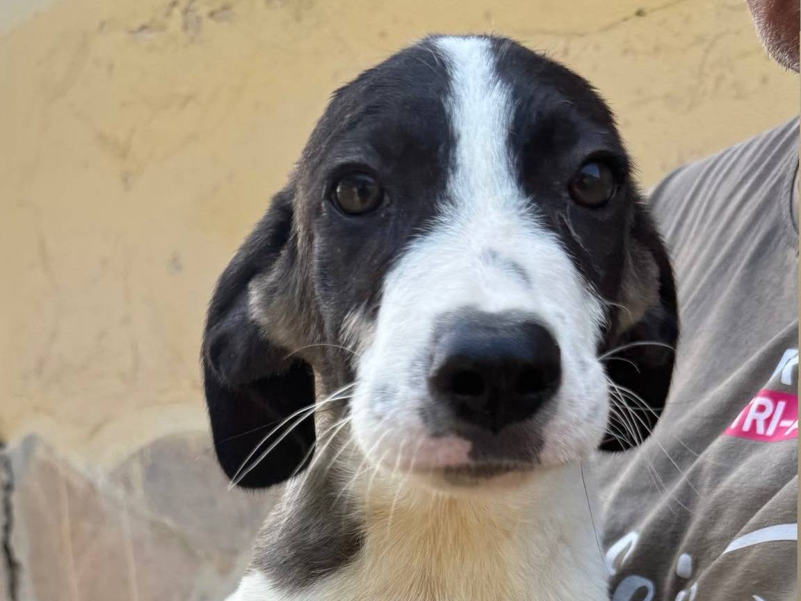 Adozione cane, maschio, Razza sconosciuta Razza sconosciuta, 4 mesi, taglia media, Matera