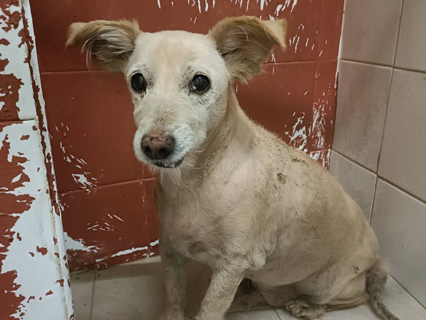 Adozione cane, maschio, Razza sconosciuta Razza sconosciuta, 10 anni e 1 mese, taglia media contenuta, Palermo