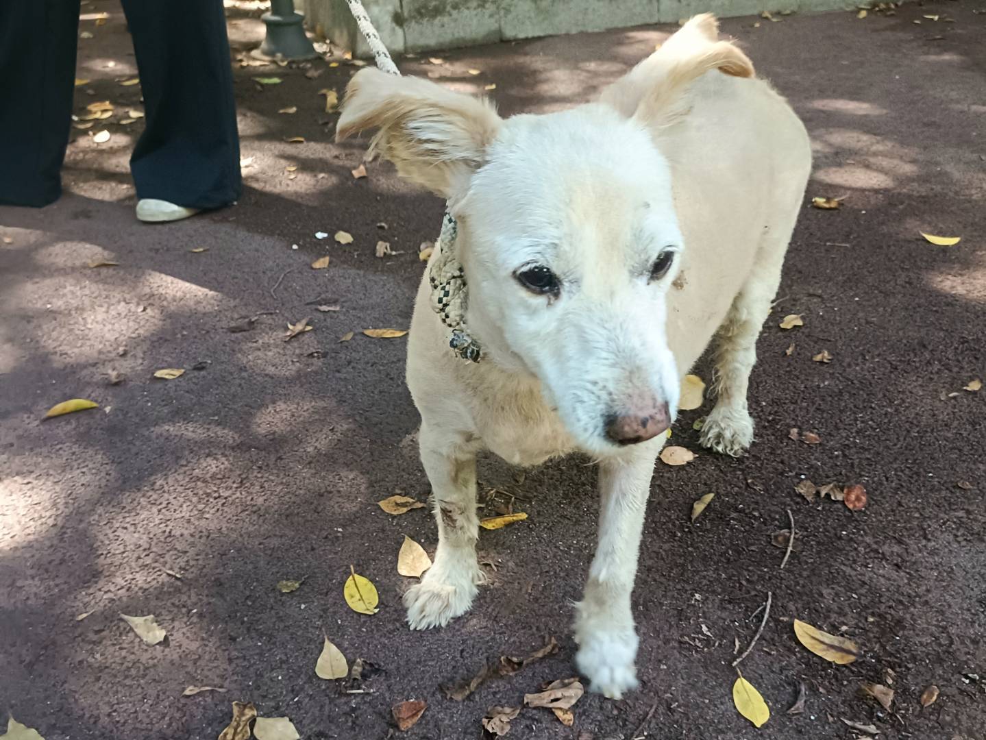 Adotta un cane, maschio, 10 anni e 1 mese, Palermo