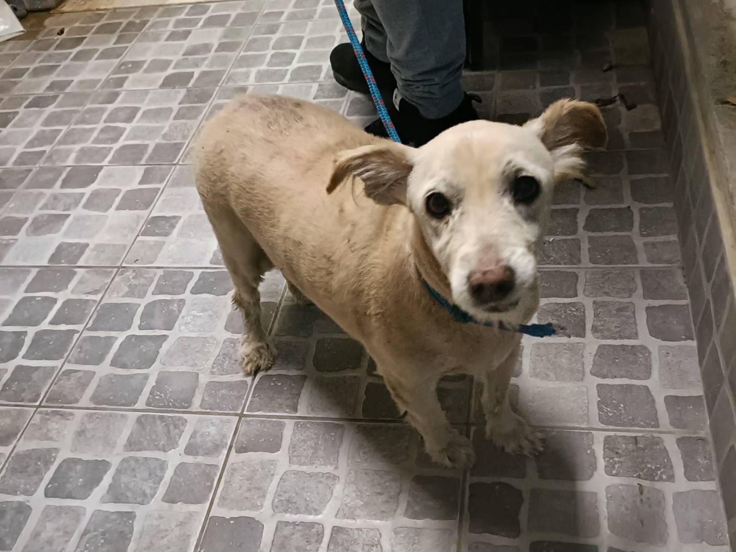 Adotta un cane, taglia media contenuta, maschio, Palermo