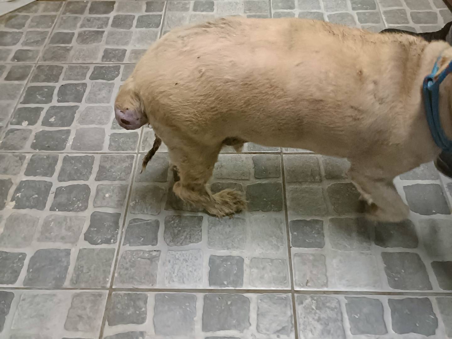 Vuoi adottare un cane a Palermo?