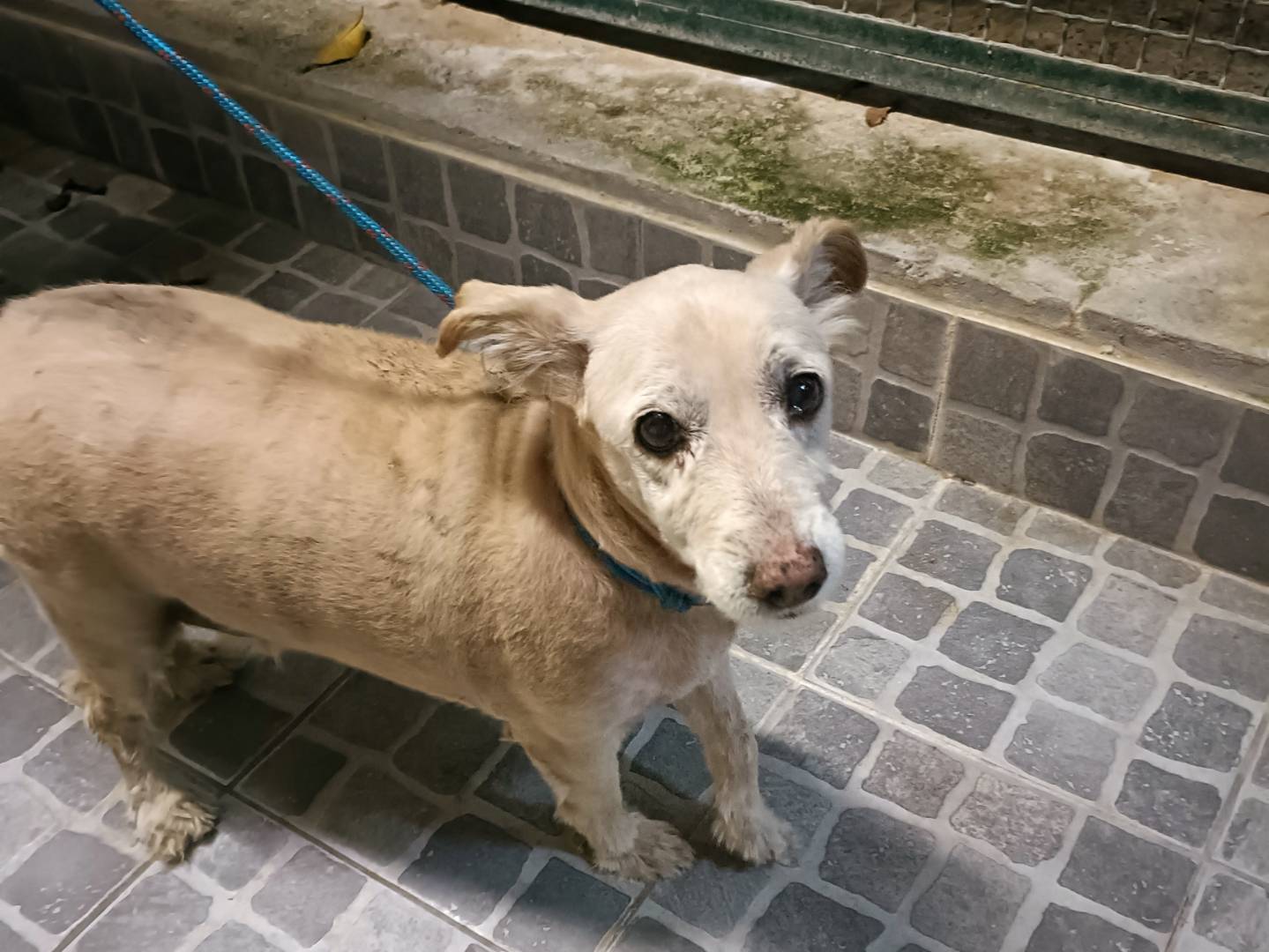 Adotta il cane Camillo a Palermo