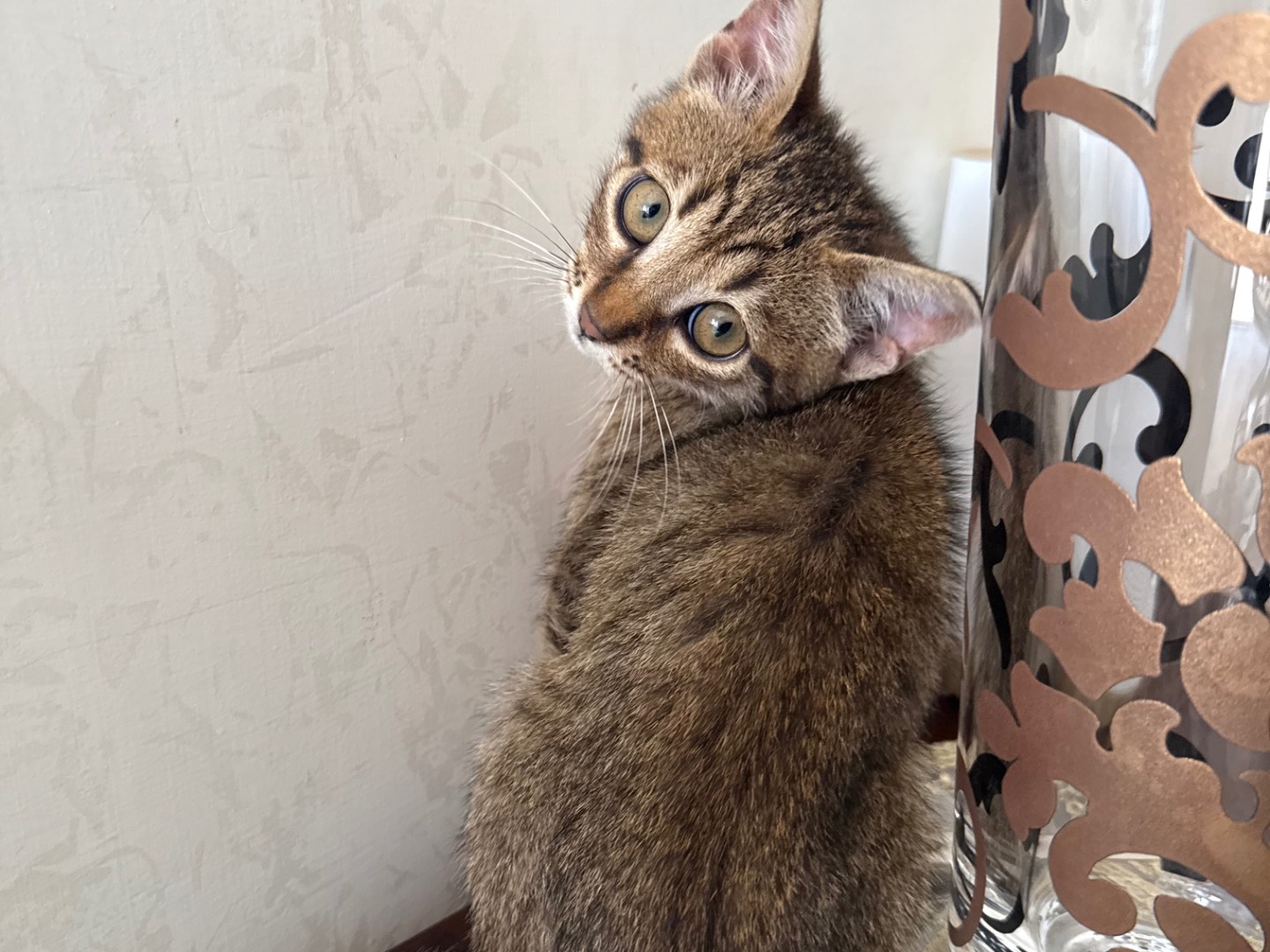 Adozione gatto, maschio, Razza sconosciuta Razza sconosciuta, 1 mese, taglia non valida, Caserta