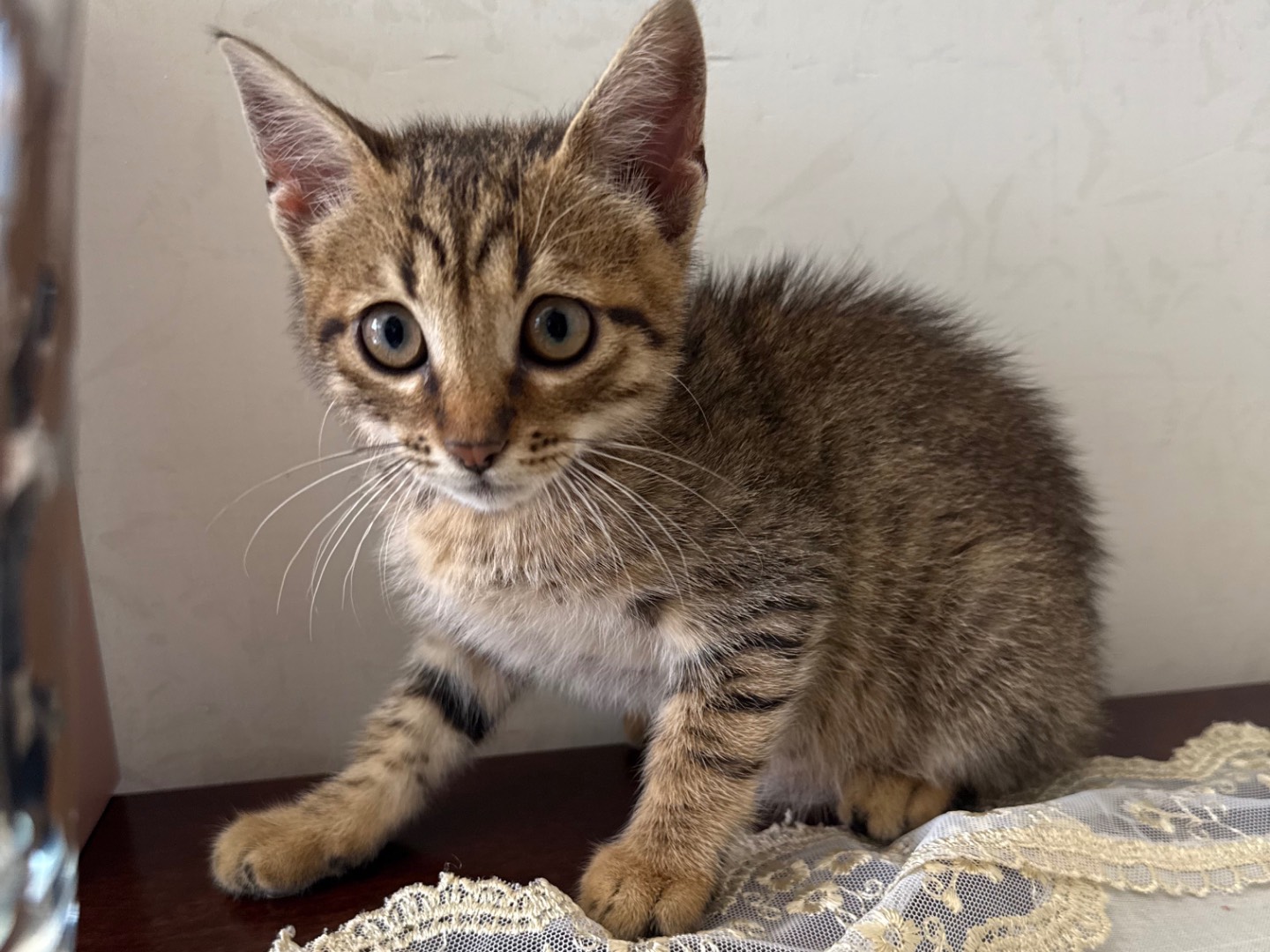 Adotta un gatto, maschio, 1 mese, Caserta