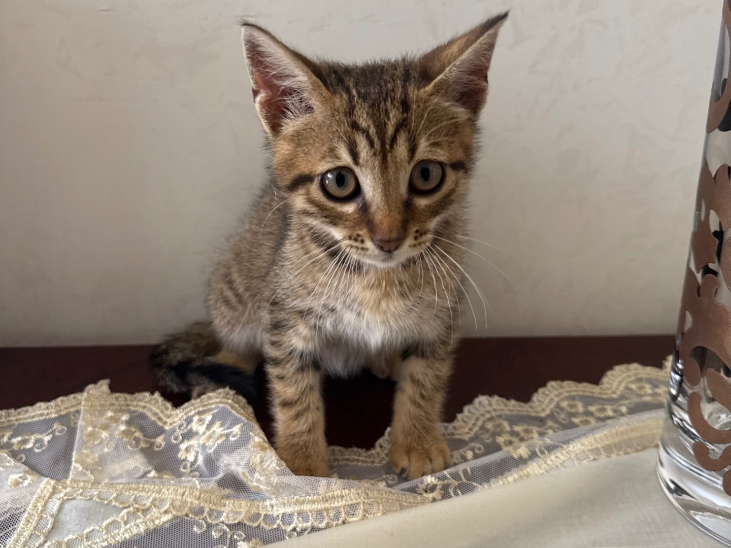 Adotta un gatto, taglia non valida, maschio, Caserta