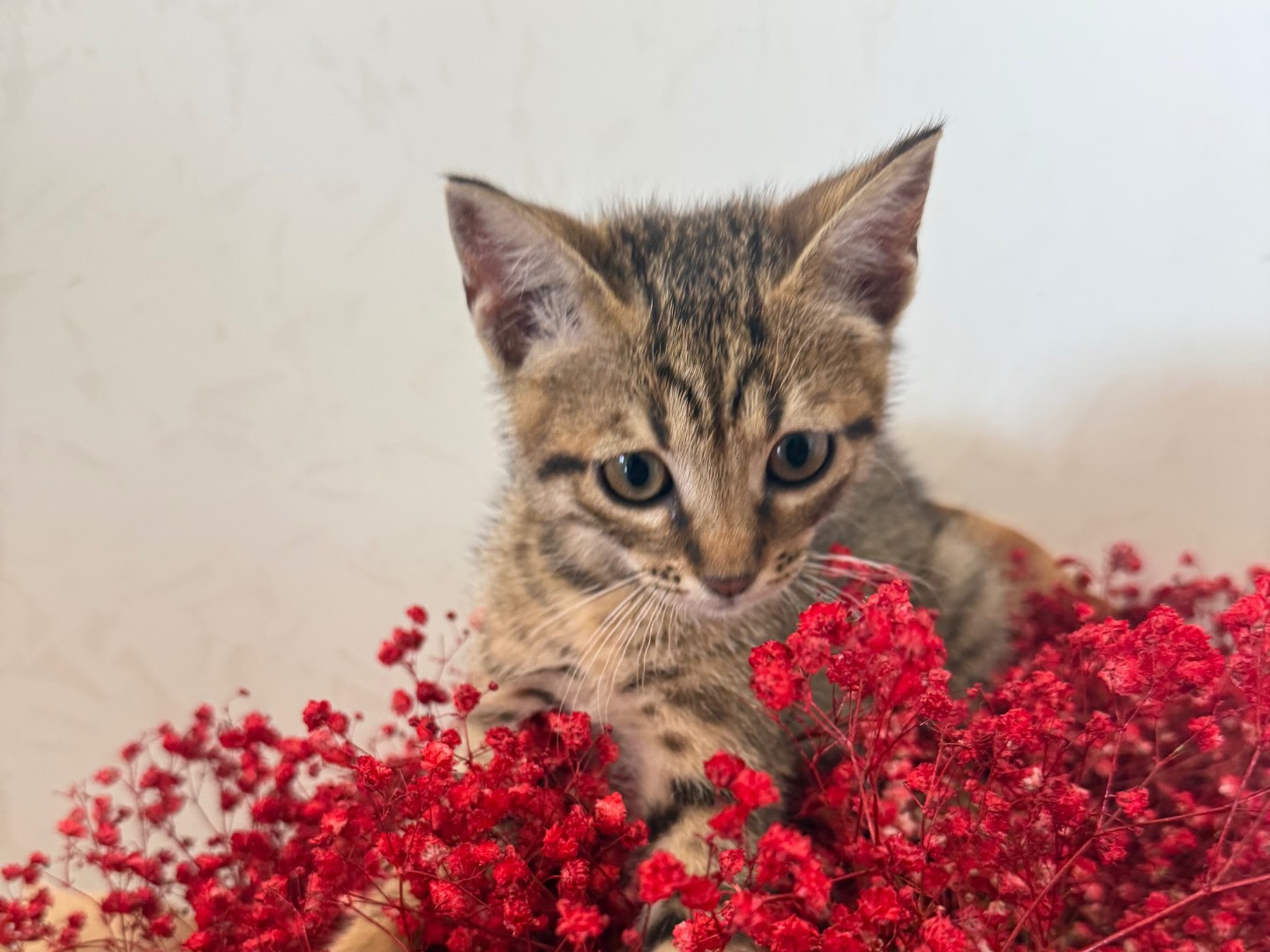 Vuoi adottare un gatto a Caserta?