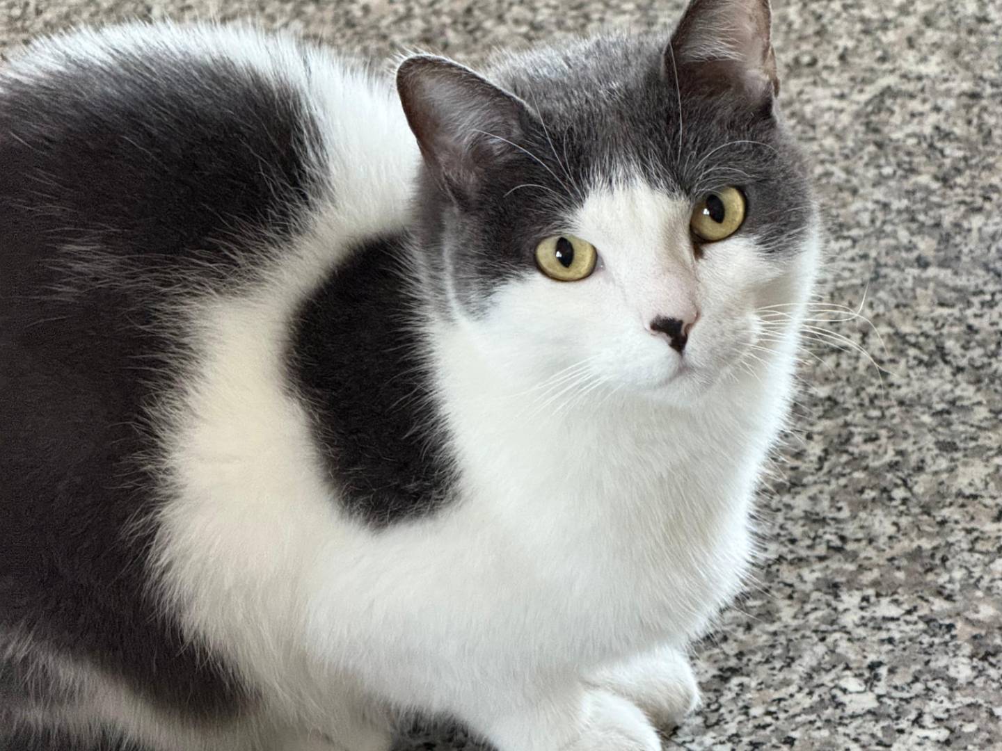 Adozione gatto, maschio, Razza sconosciuta Razza sconosciuta, 6 anni e 2 mesi, taglia non valida, Teramo