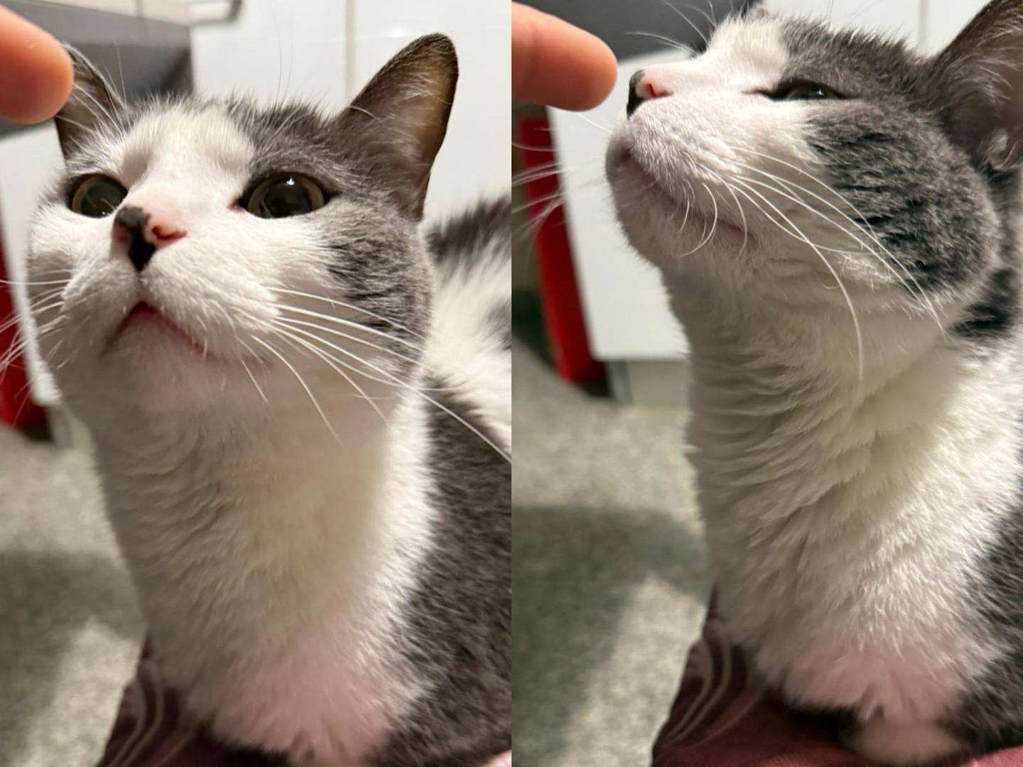Adotta un gatto, maschio, 6 anni e 2 mesi, Teramo