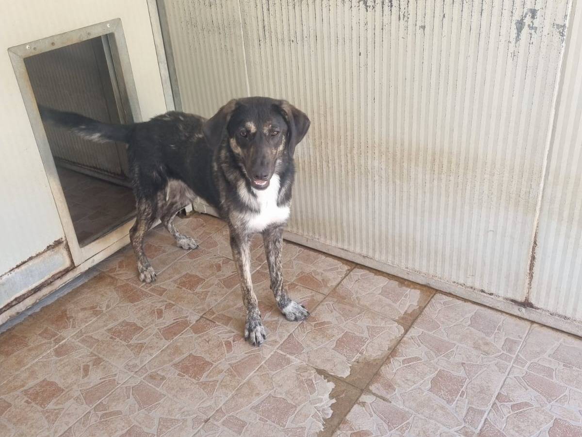 Adotta un cane, maschio, 9 mesi, Brescia
