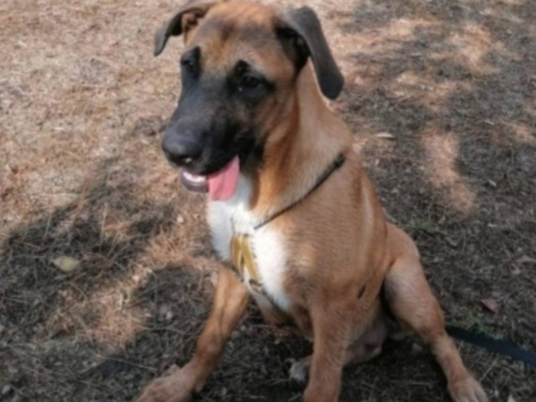 Adozione cane, femmina, Razza sconosciuta Razza sconosciuta, 3 anni e 11 mesi, taglia media, Napoli