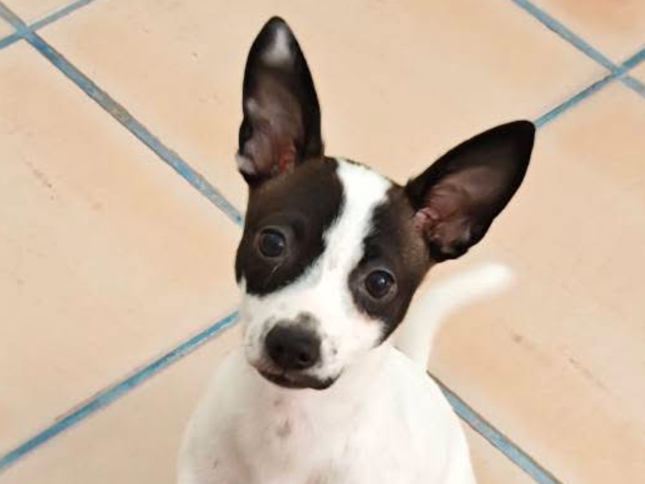 Adozione cane, femmina, Razza sconosciuta Razza sconosciuta, 2 mesi, taglia piccola, Bari