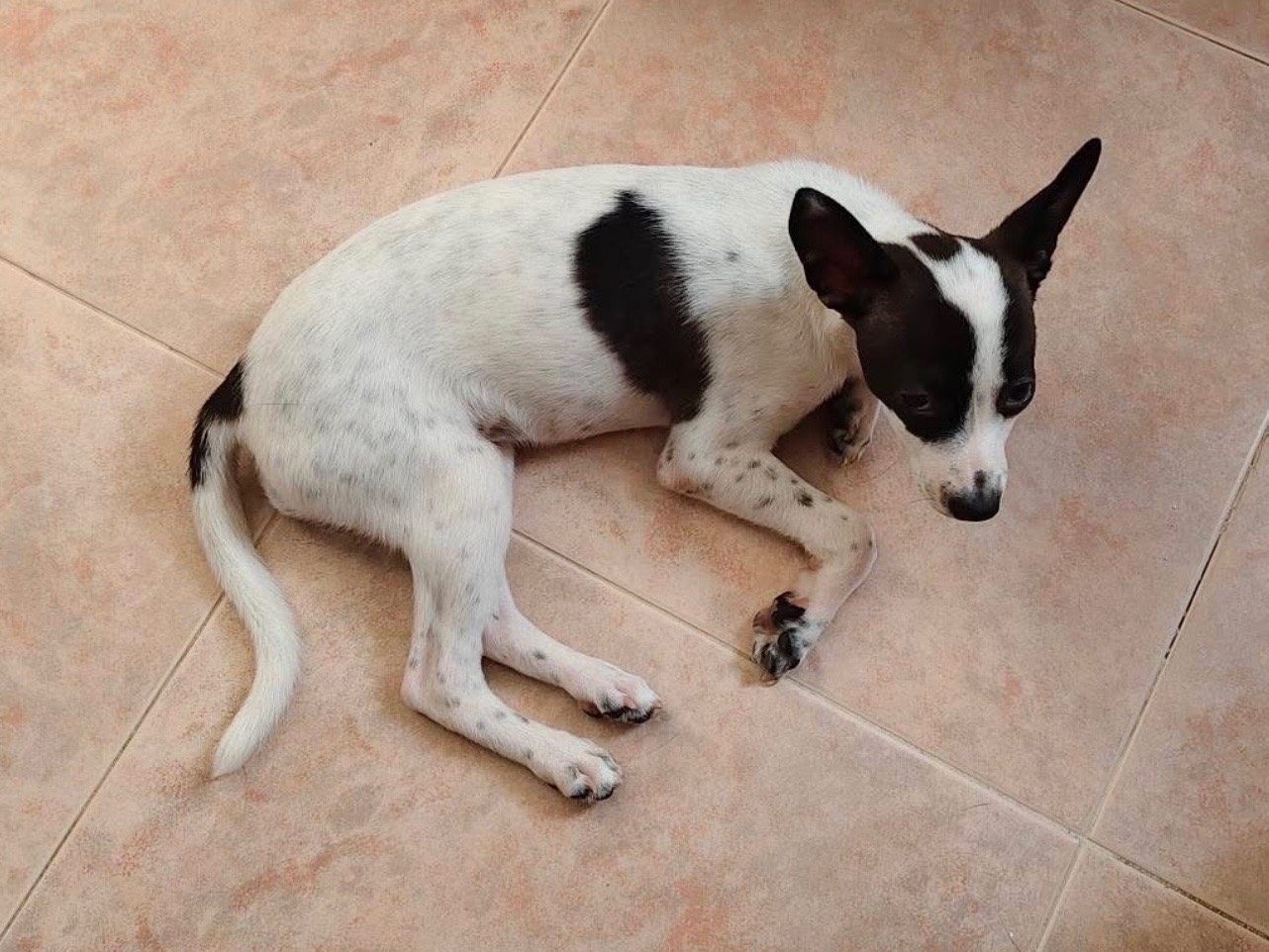 Adotta un cane, taglia piccola, femmina, Bari