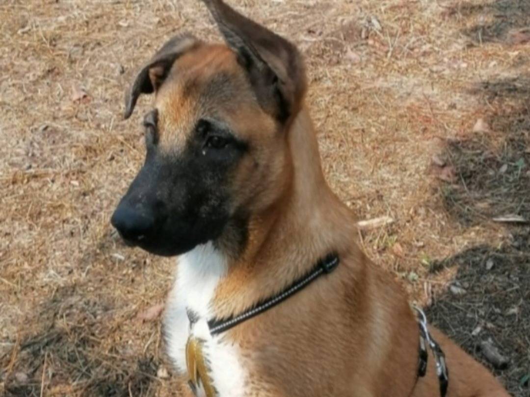 Adotta un cane, taglia media, femmina, Napoli