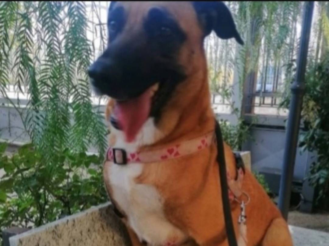 Vuoi adottare un cane a Napoli?