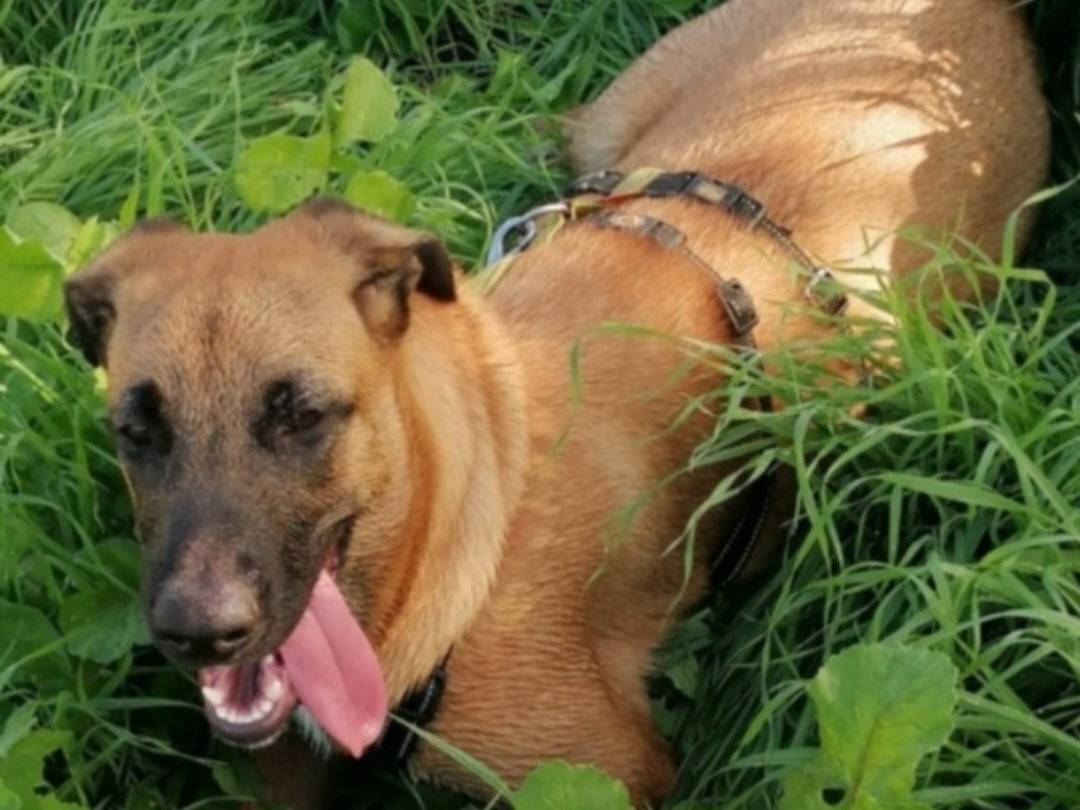 Adotta il cane Gaia mix Malinois a Napoli
