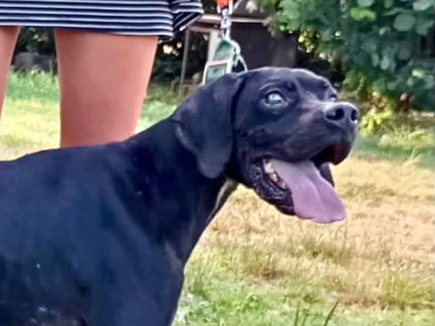 Adozione cane, maschio, Pointer Razza sconosciuta, 6 anni e 3 mesi, taglia media, Novara