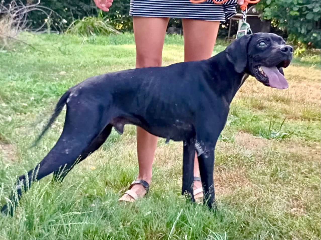 Adotta un cane, maschio, 6 anni e 3 mesi, Novara