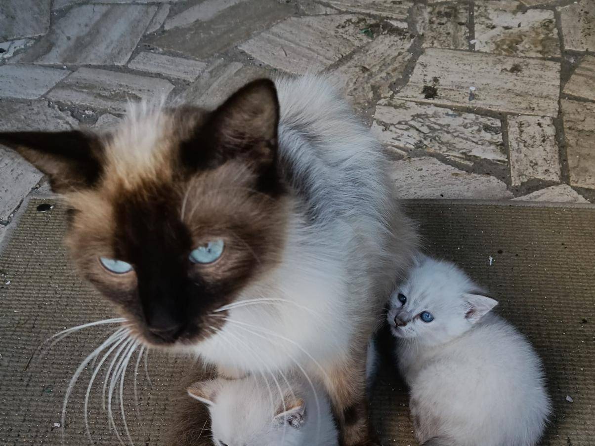 Adozione gatto, femmina, Sacro di Birmania Razza sconosciuta, 2 anni, taglia non valida, Latina