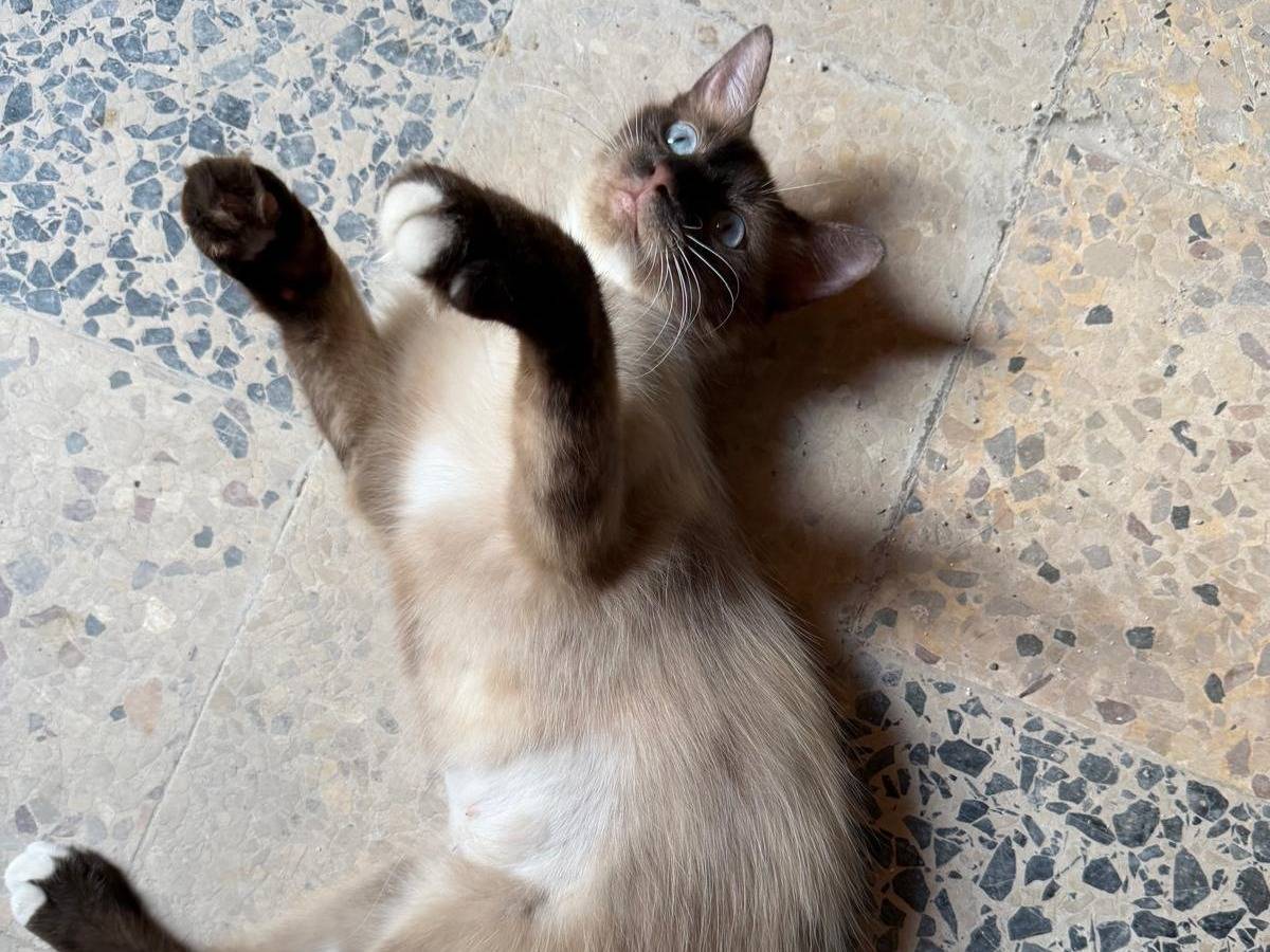 Adotta un gatto, taglia non valida, femmina, Latina