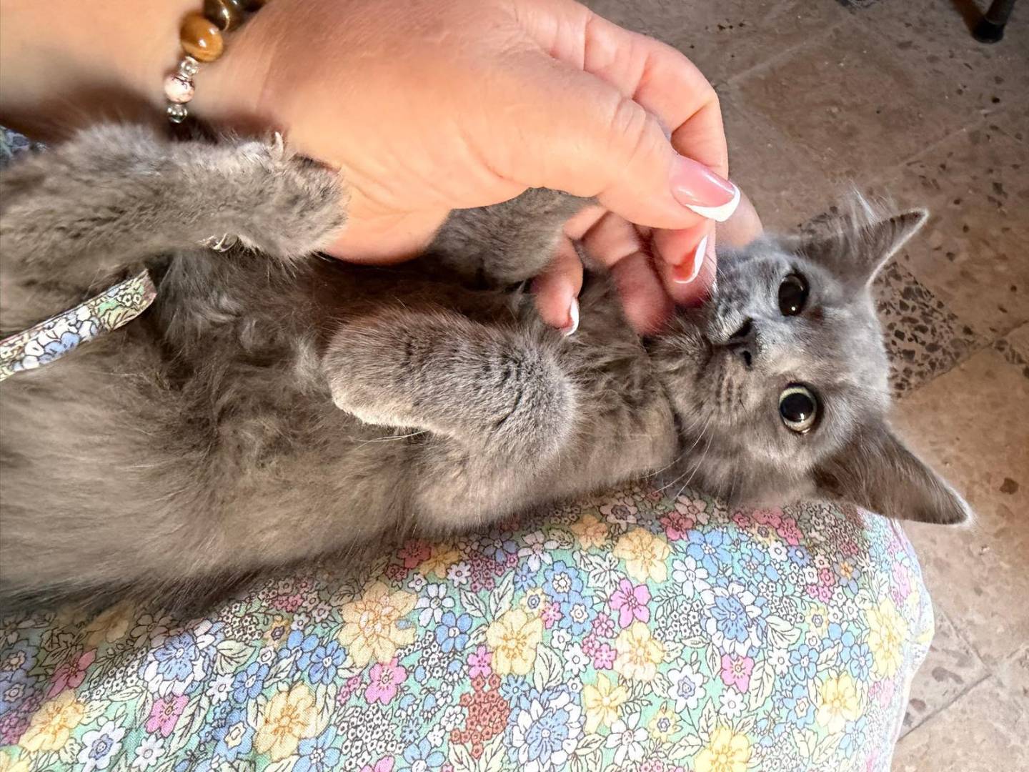Adozione gatto, maschio, Certosino  Razza sconosciuta, 2 mesi, taglia non valida, Latina