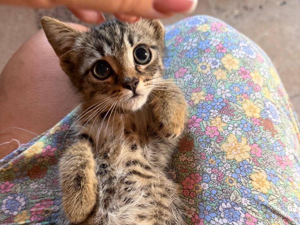 Adozione gatto, maschio, Razza sconosciuta Razza sconosciuta, 2 mesi, taglia non valida, Latina