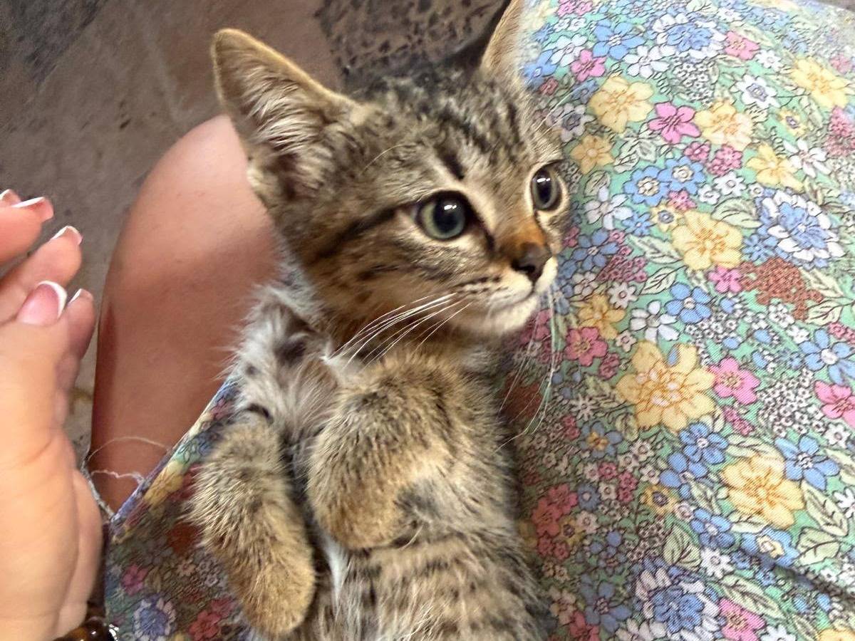 Adotta un gatto, maschio, 2 mesi, Latina