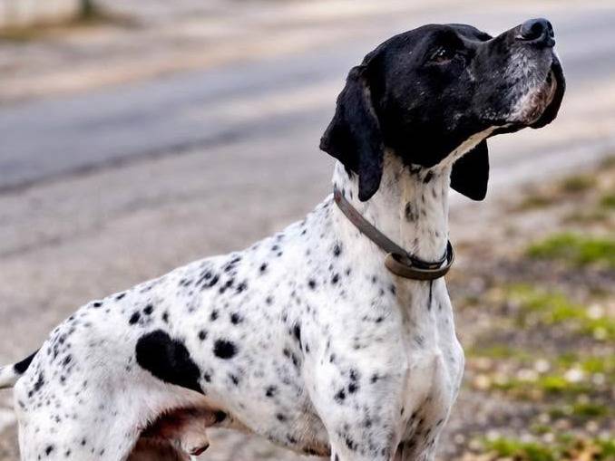 Adotta un cane, taglia media, maschio, Ancona