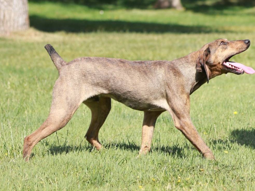 Adotta il cane MUFFIN a Milano
