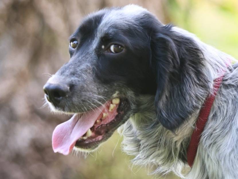 Adozione cane, maschio, Setter Inglese Razza sconosciuta, 1 anno e 4 mesi, taglia media contenuta, Milano