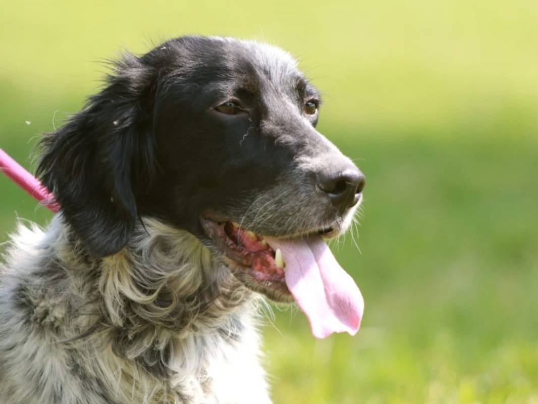 Adotta un cane, maschio, 1 anno e 4 mesi, Milano