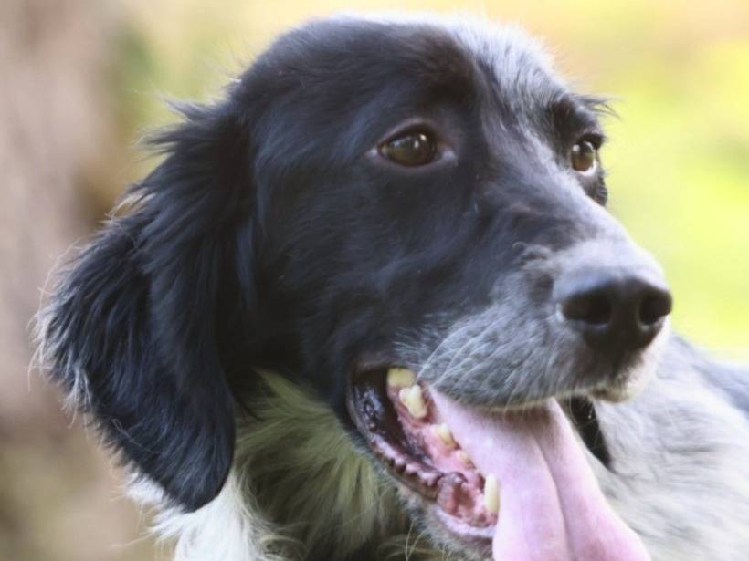 Adotta un cane, taglia media contenuta, maschio, Milano