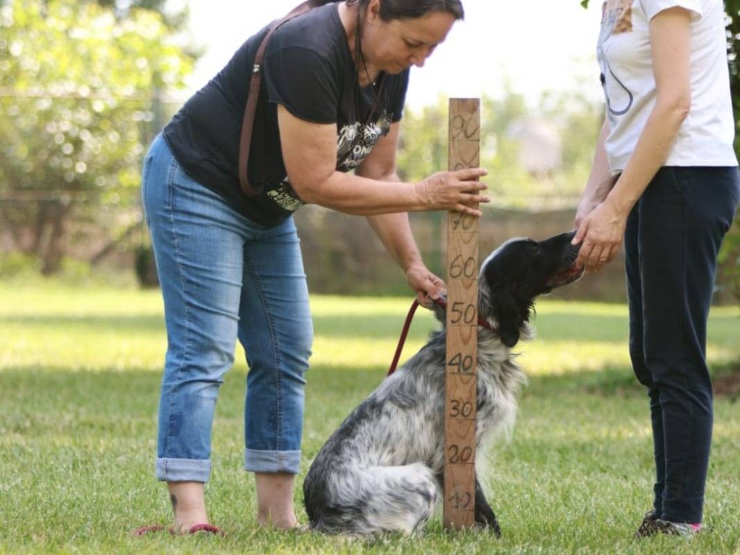 Vuoi adottare un cane a Milano?