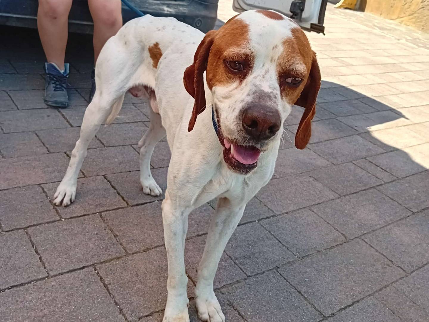 Adotta un cane, maschio, 3 anni e 10 mesi, Milano